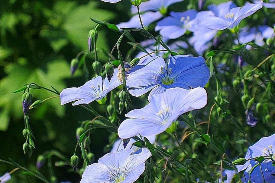 Linum hirsutum