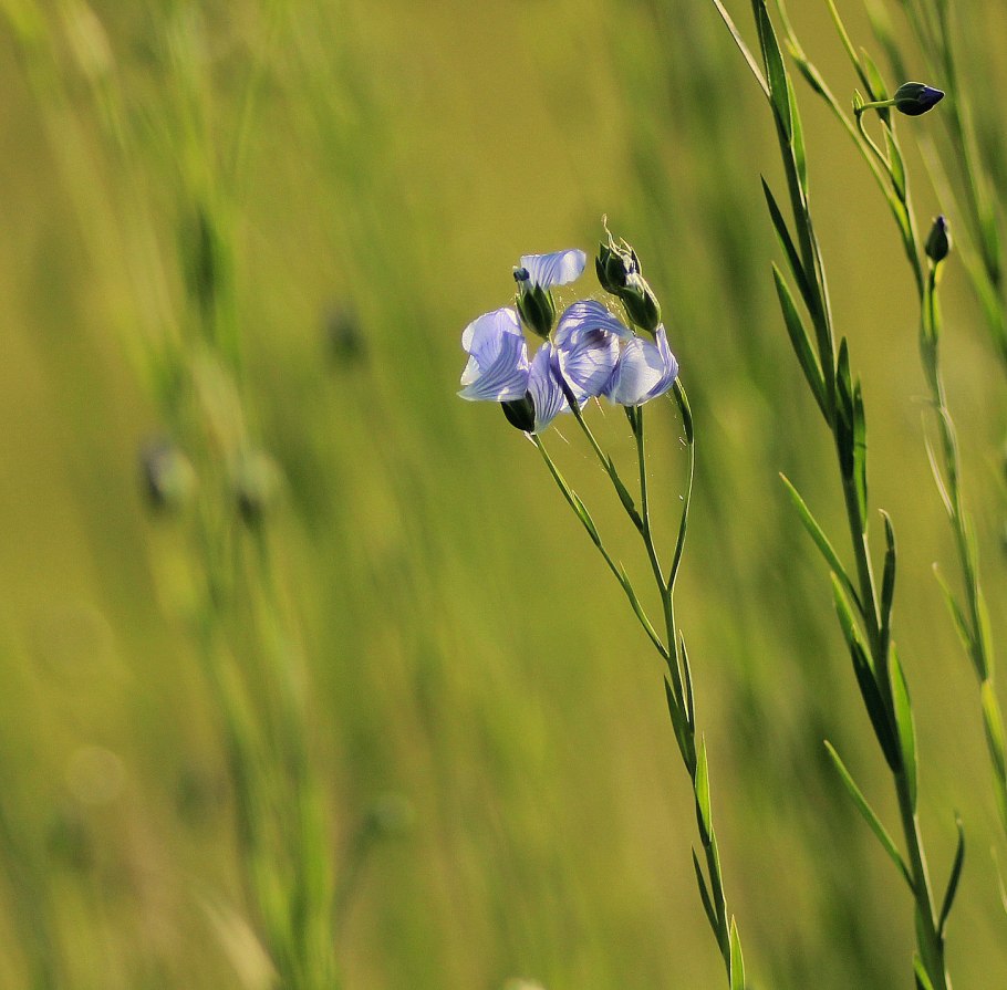 Лён обыкновенный долгунец