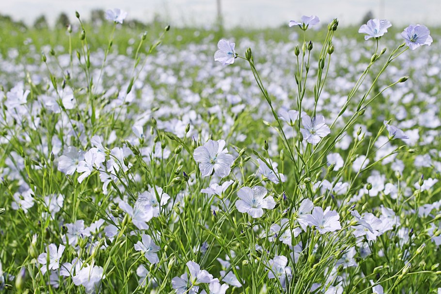 Льна семена 100г n1