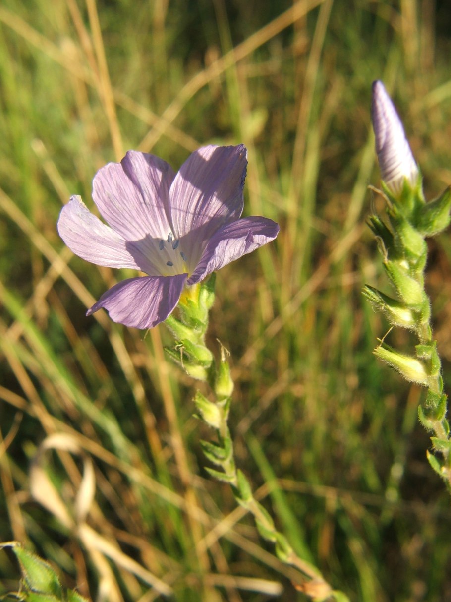 Лён жёстковолосистый