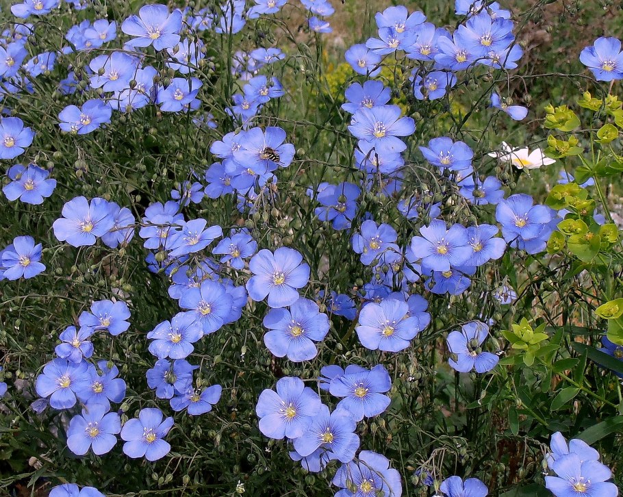 Лен голубой многолетний