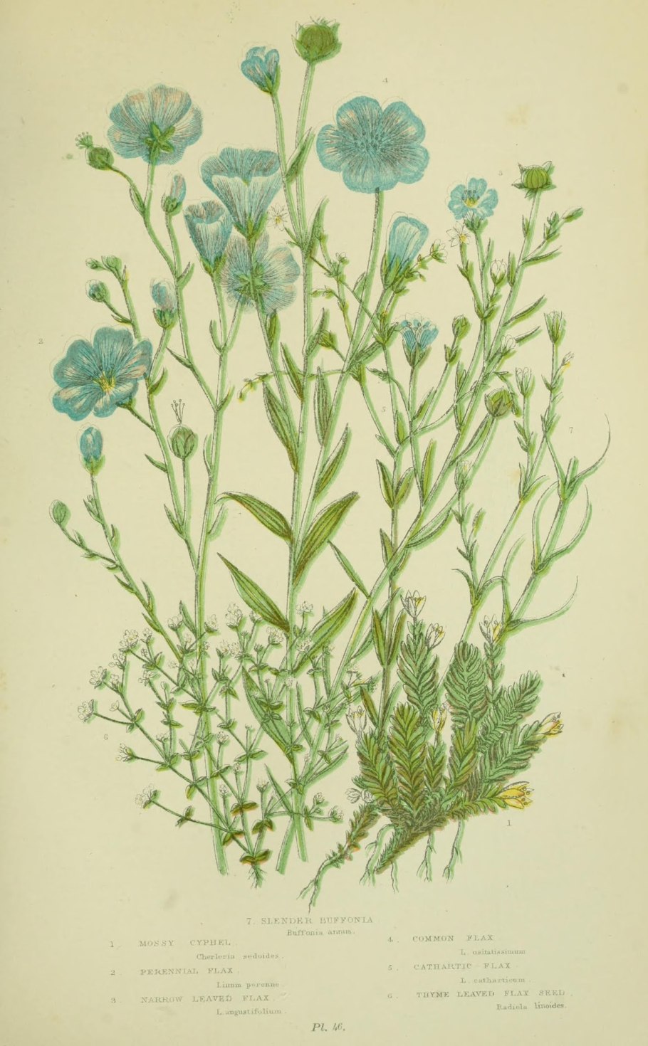 Лен обыкновенный гербарий