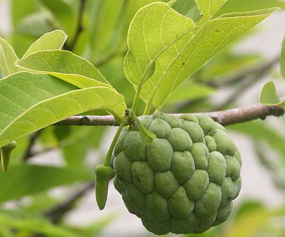 Uvaria Rufa дерево