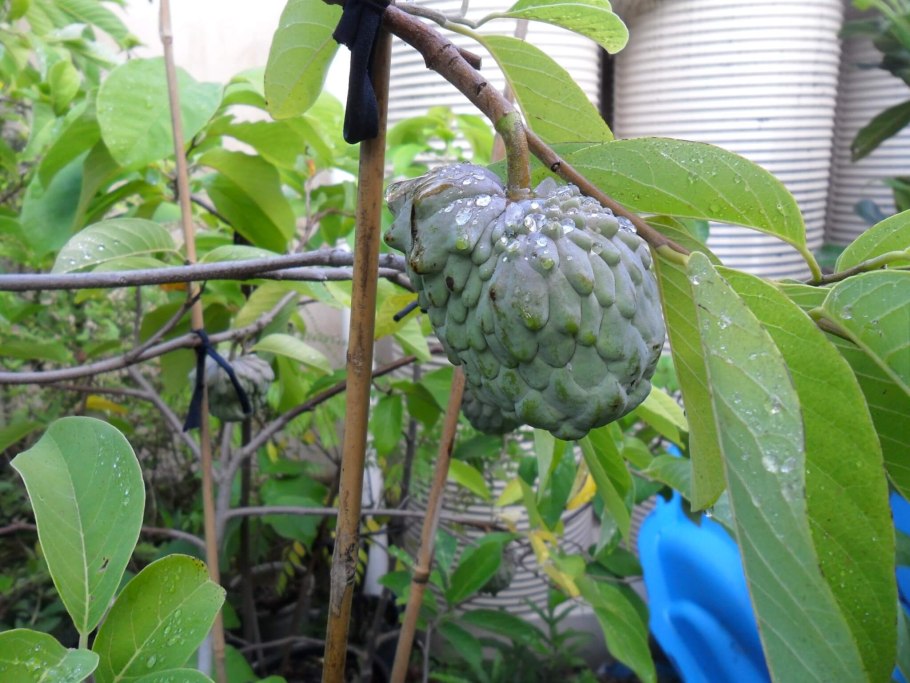 Черимойя растение