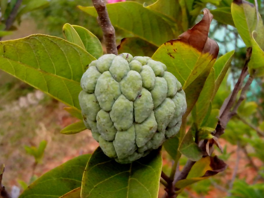 Аннона Чешуйчатая