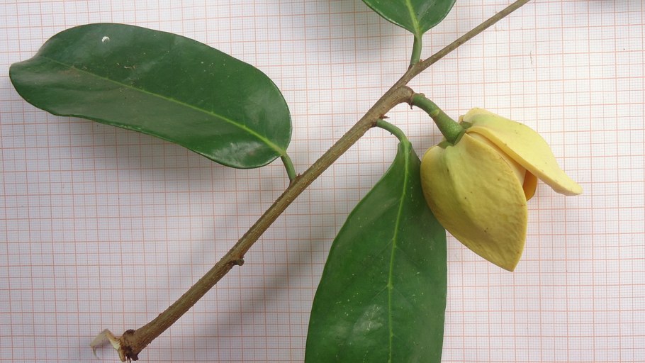 Stelechocarpus burahol