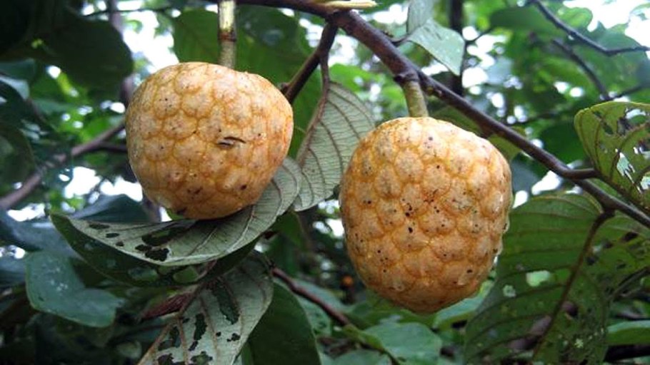 Аннона Чешуйчатая цветы