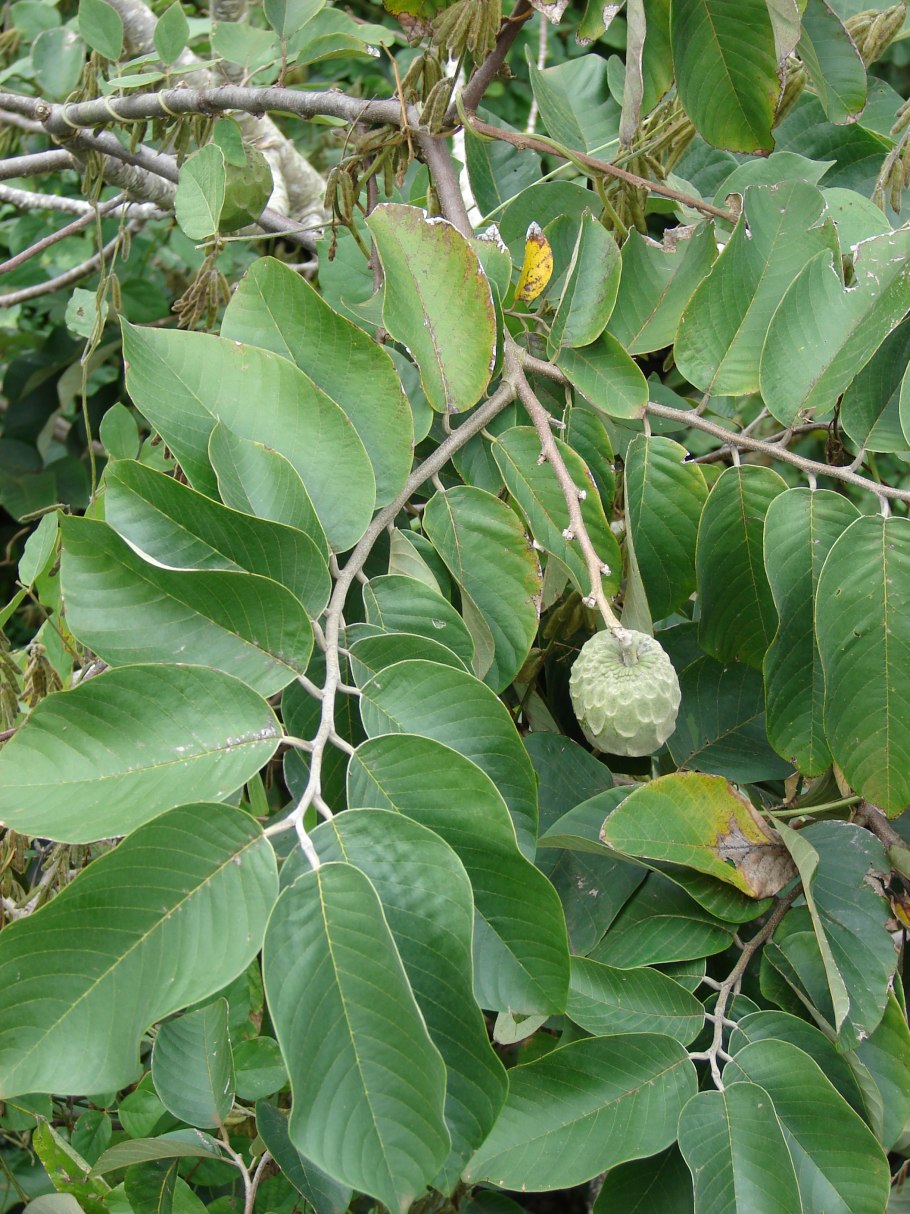 Аннона черимойя