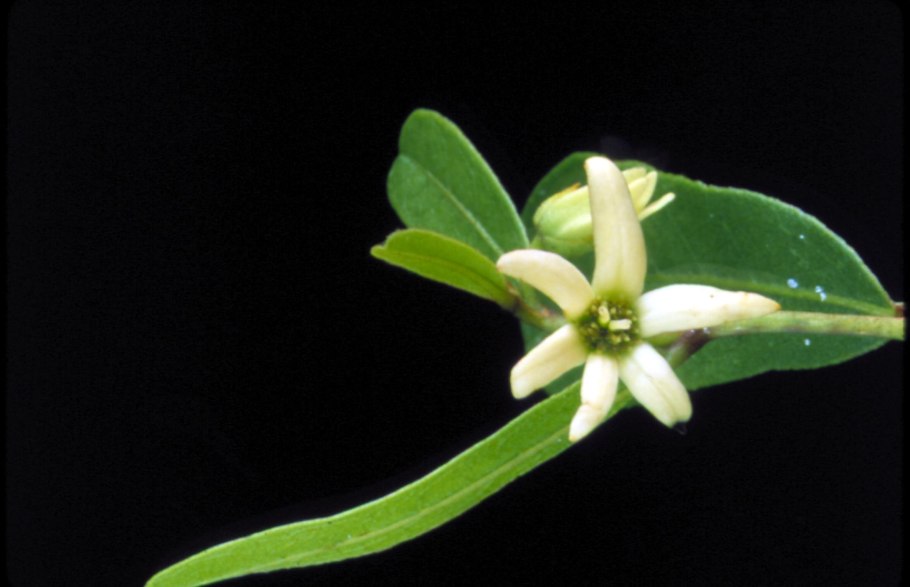 Иланг-иланг Cananga odorata