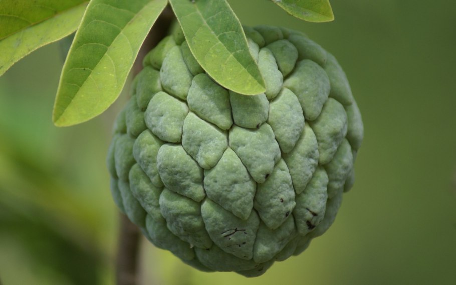 Аннона черимойя