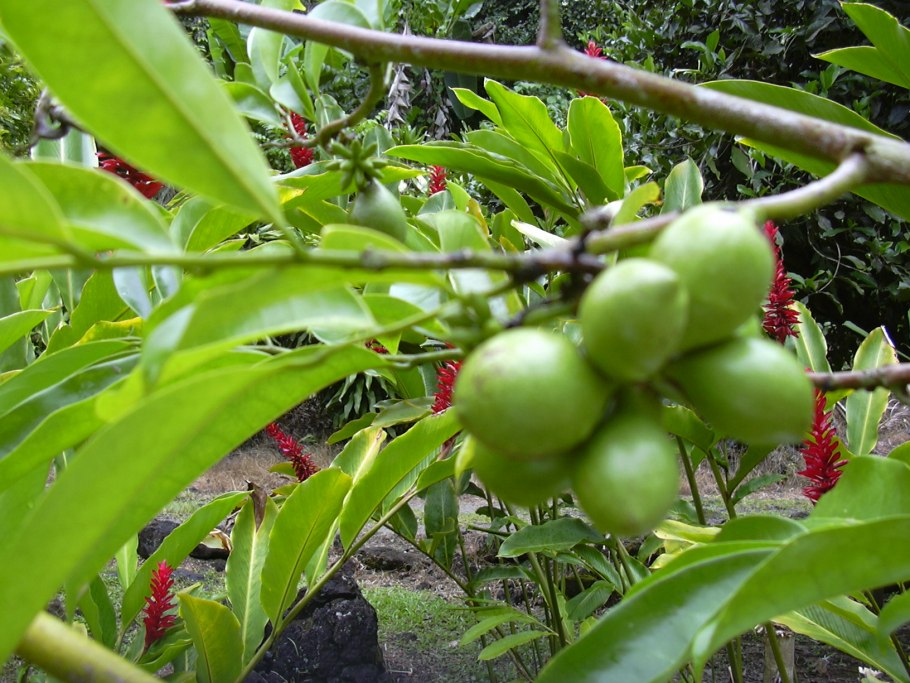 Artabotrys hexapetalus