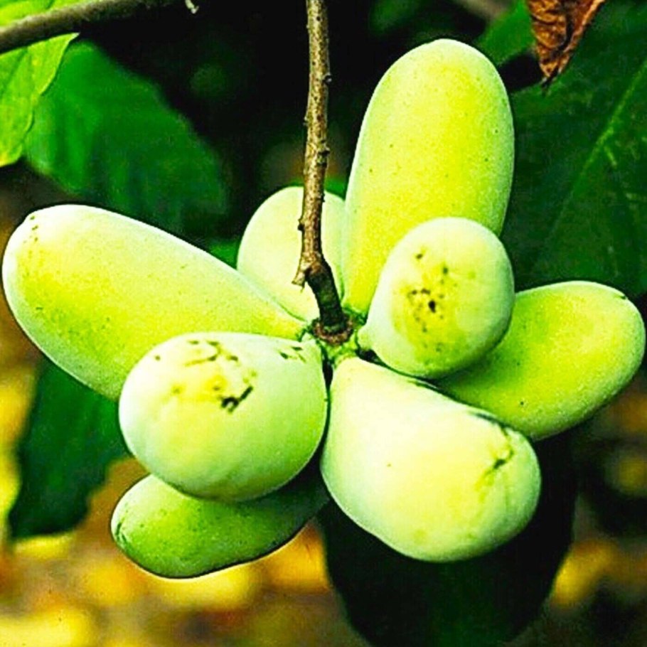 Азимина трилоба семена