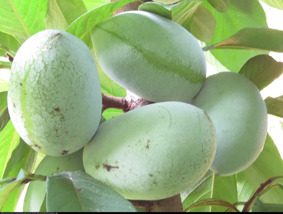 Азимина сорт манго