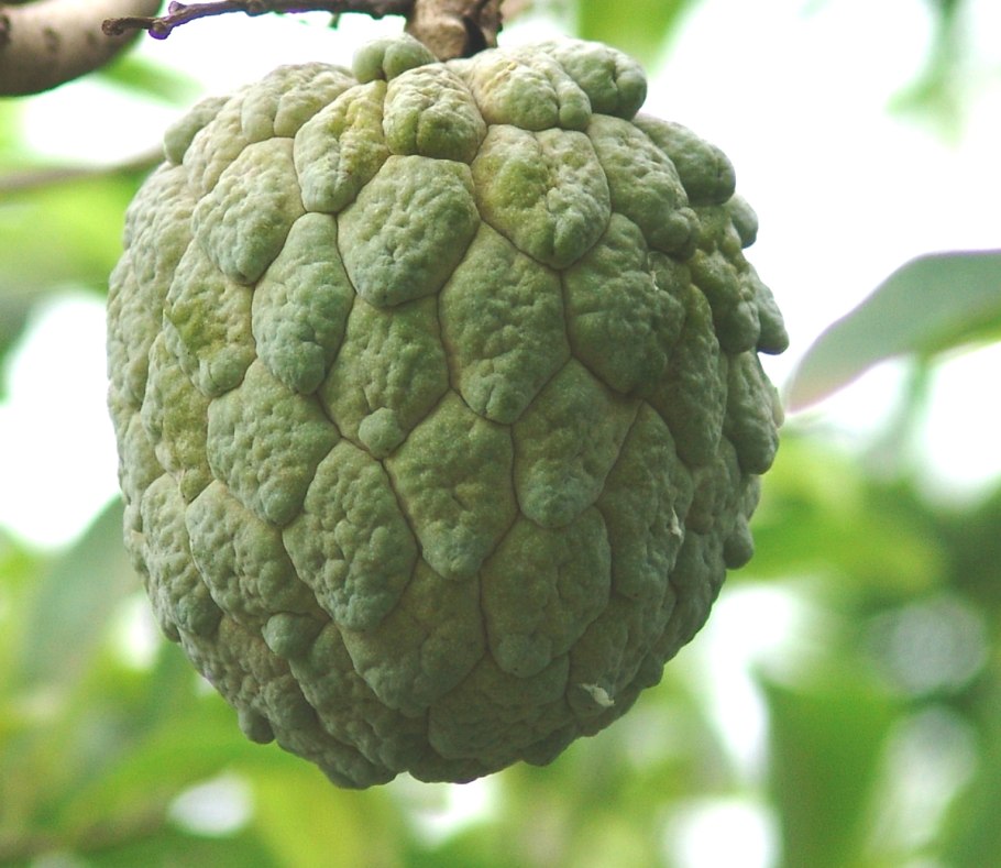 Аннона сахарное яблоко