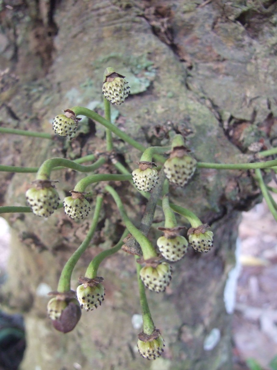 Аннона черимойя ТОПТРОПИКАЛС