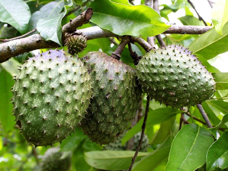 Аннона черимойя