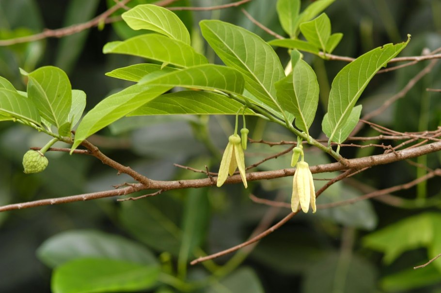 Аннона Чешуйчатая цветы