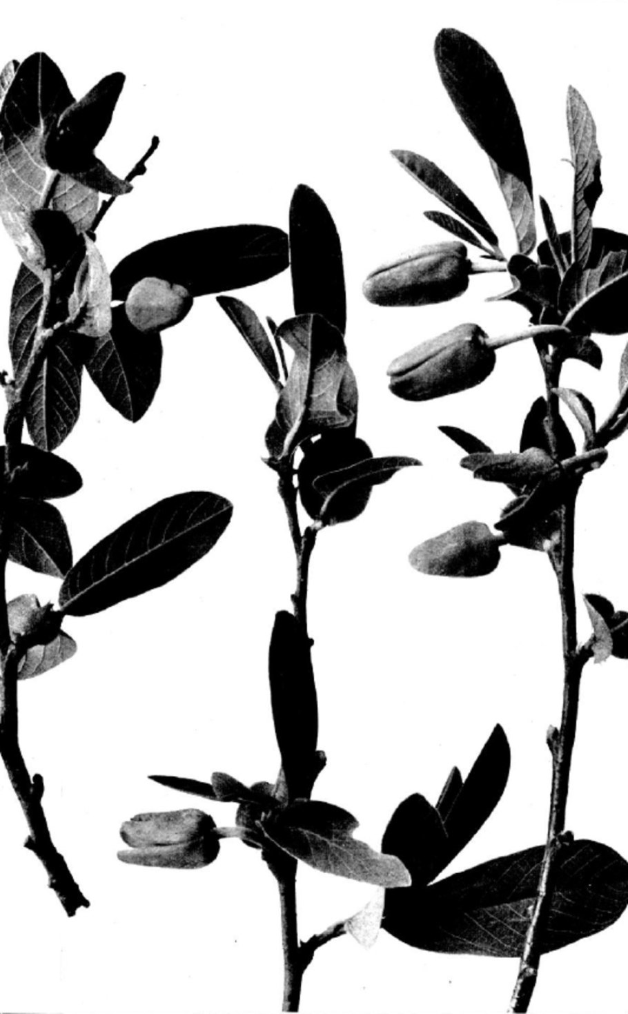 Аннона гуанабана