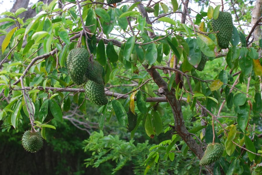Аннона Сенегальская