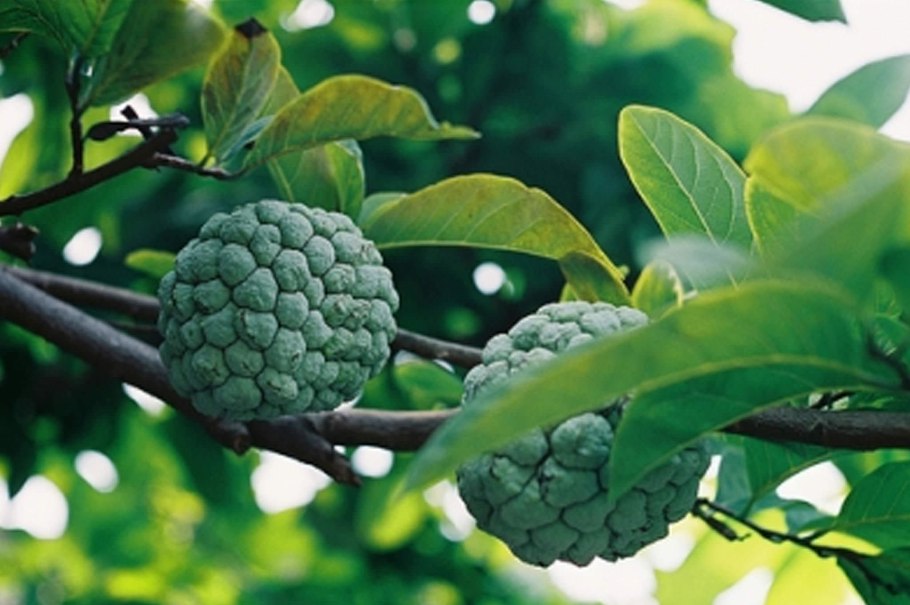 Аннона НОЙНА