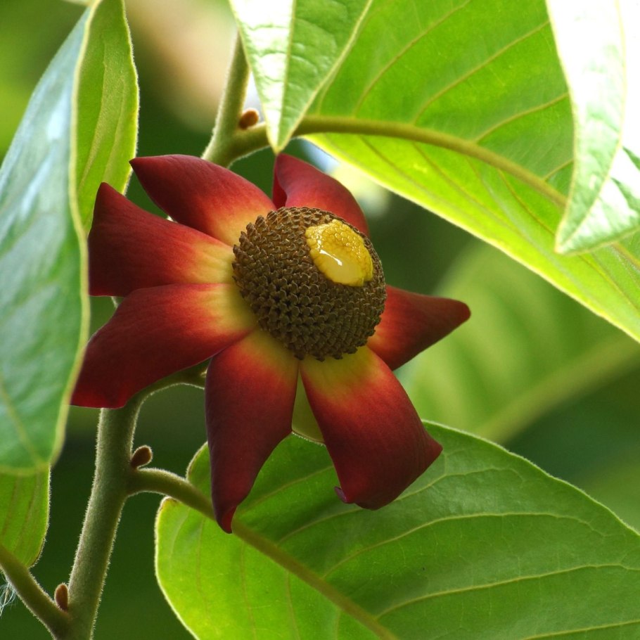 Азимина банановое дерево