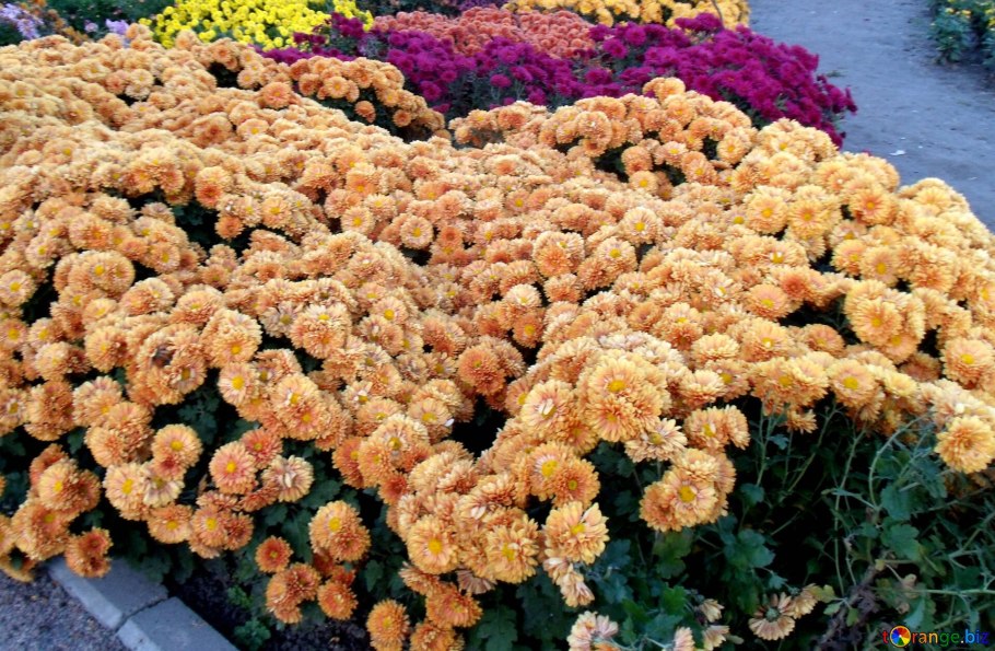 Хризантема помпон Еллоу