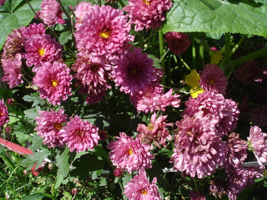 Хризантемы садовые