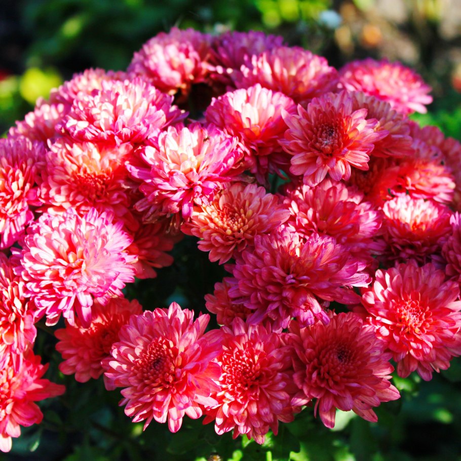 Хризантема Арлекин