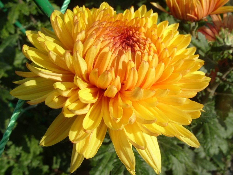 Хризантема корейская Дубок