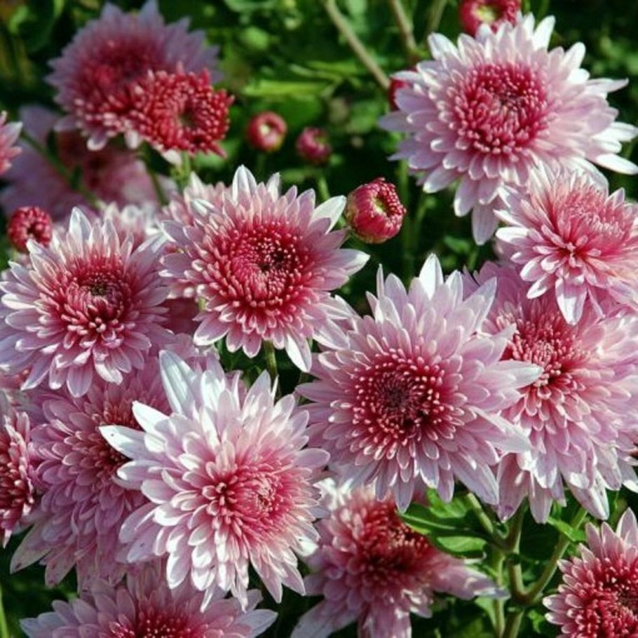 Хризантема Садовая мелкоцветковая