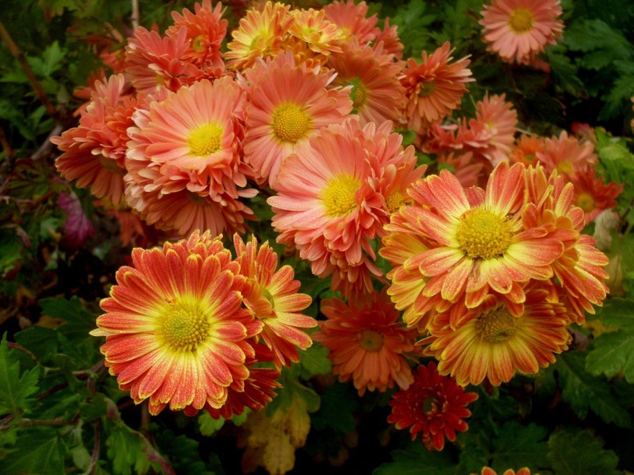 Хризантема мультифлора шаровидная клумба