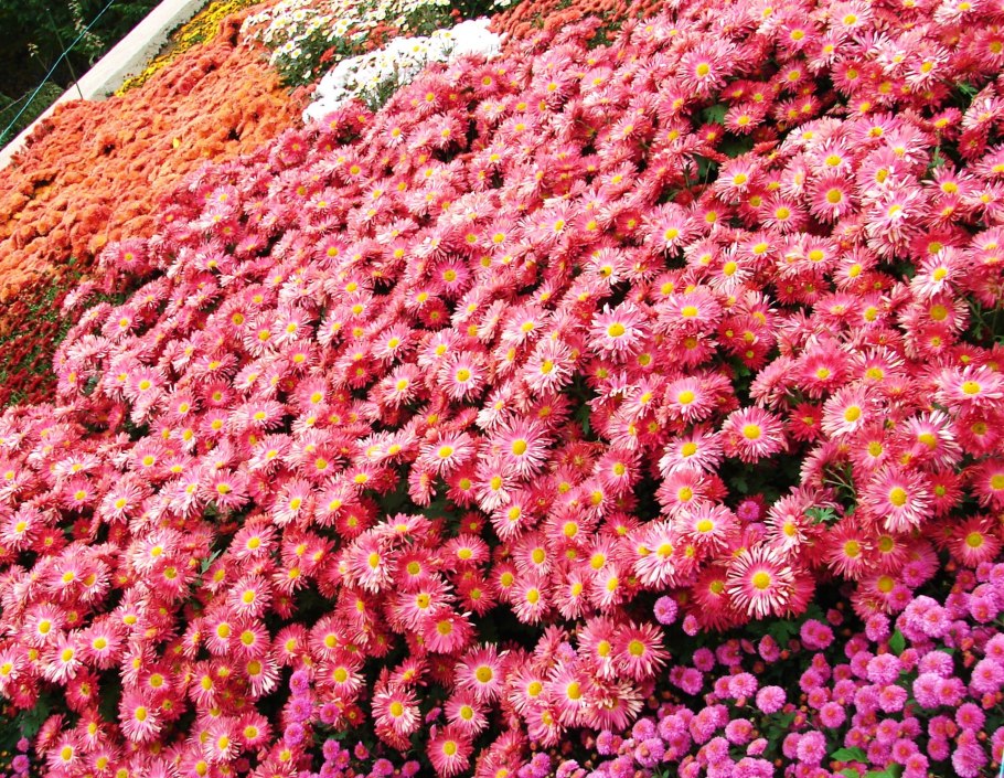 Ампельная хризантема мультифлора