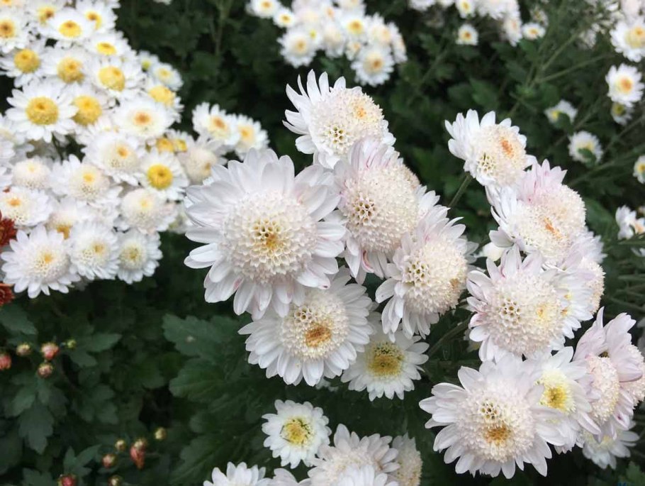 Хризантема мультифлора шаровидная семена