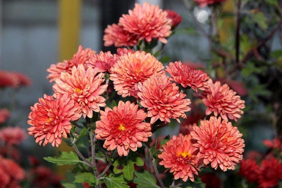 Многолетние долгоцветущие хризантемы