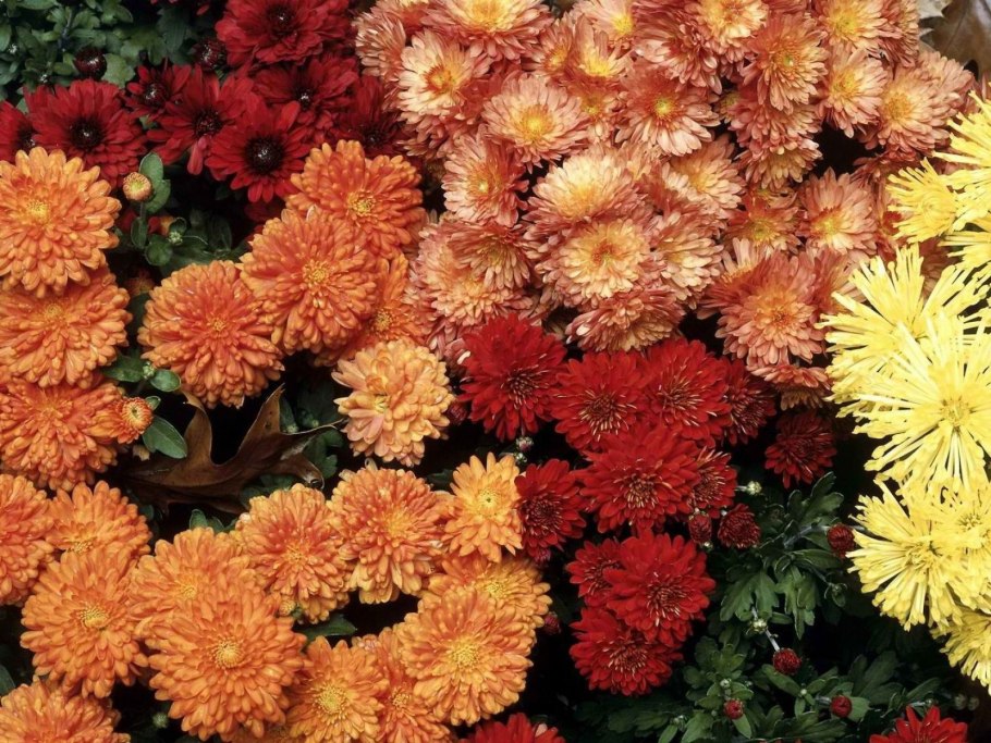 Хризантема корейская Бархан