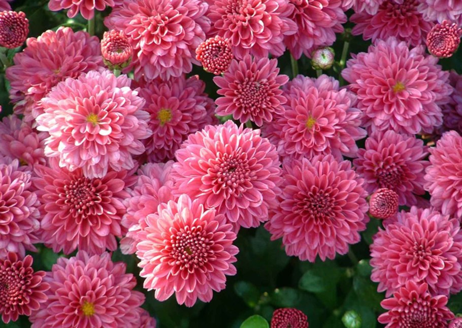 Хризантема корейская резея