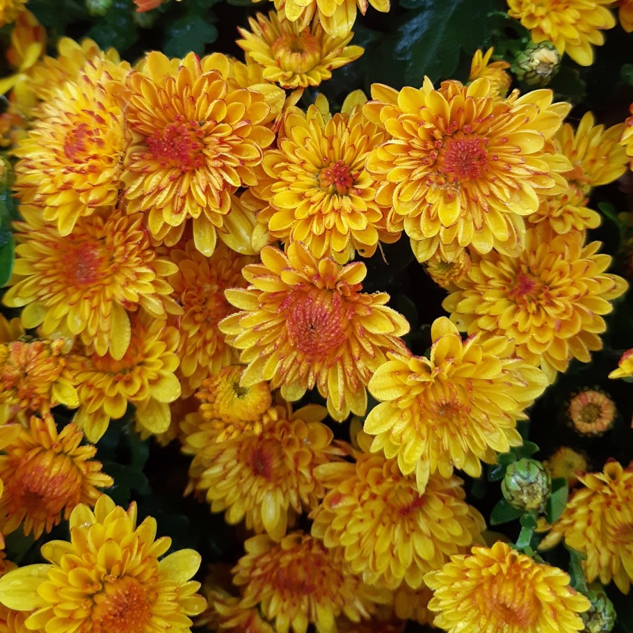 Гир гар хризантема мультифлора