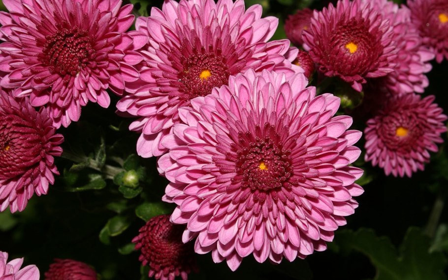 Мелкоцветковая Хризантема зеленая