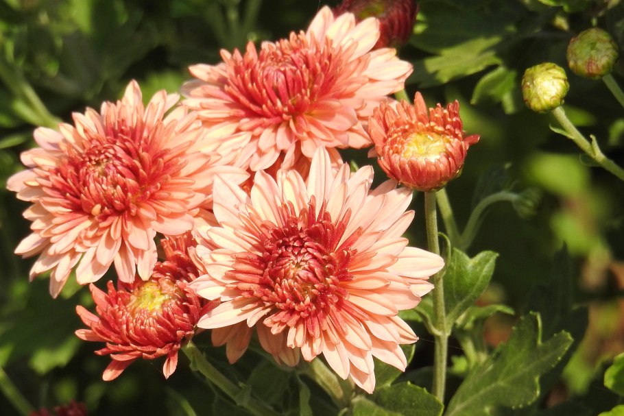 Хризантема георгиновидная