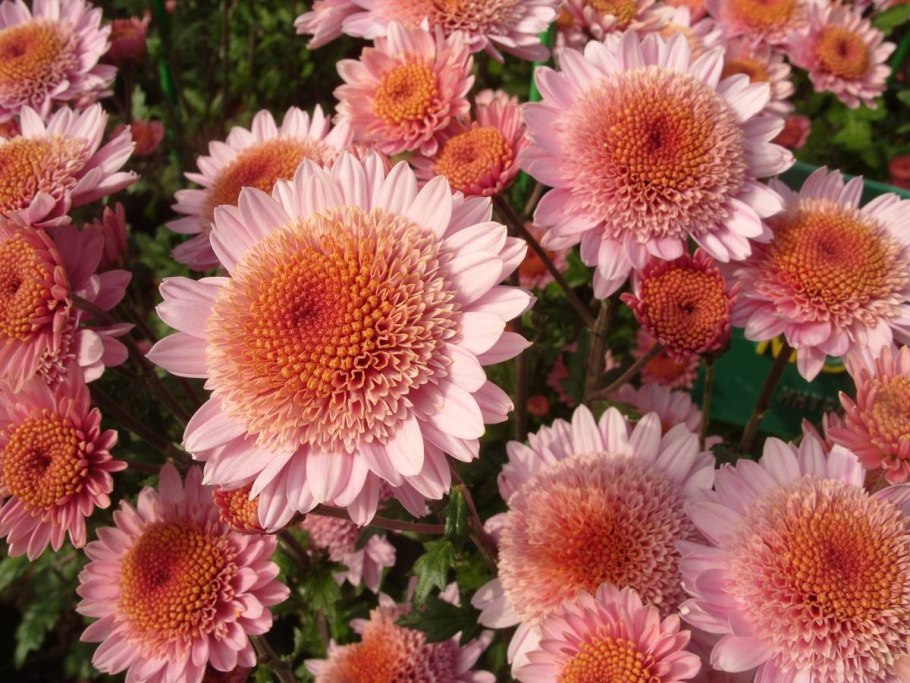 Хризантема корейская белла пинк