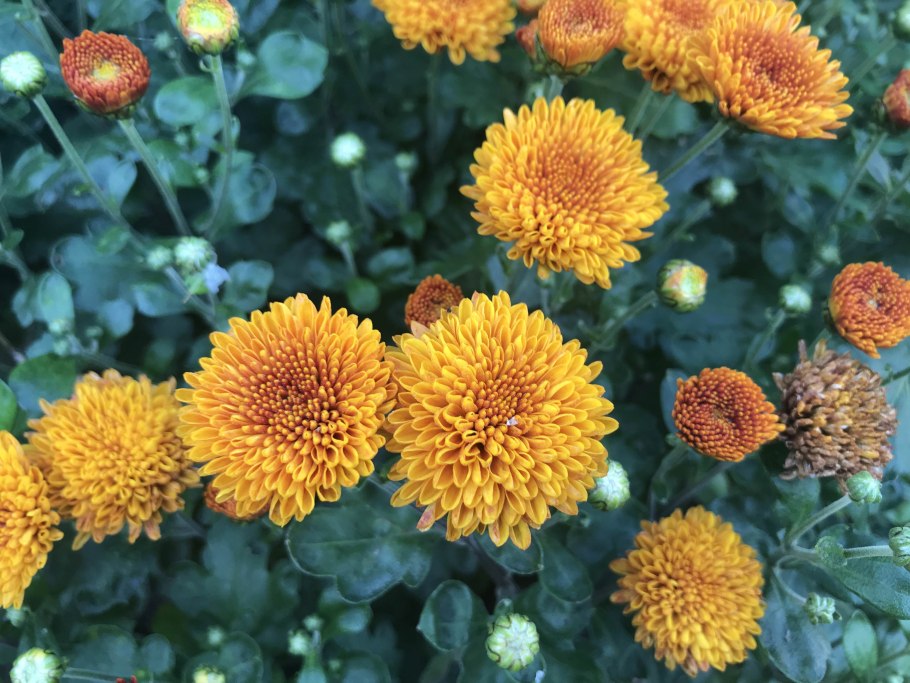 Хризантема Гамильтон