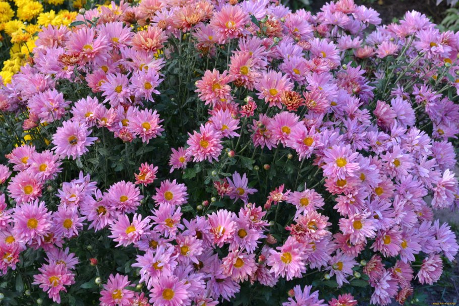 Хризантема Садовая ( Chrysanthemum morifolium)