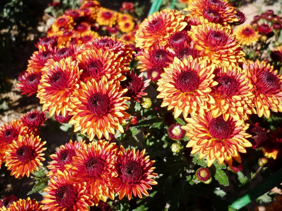 Хризантема мультифлора плутония