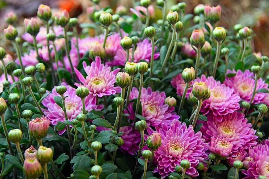 Хризантема корейская (Chrysanthemum x koreanum)