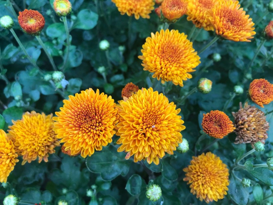Хризантемы садовые