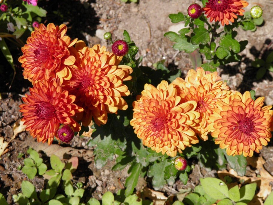 Корейская хризантема олина