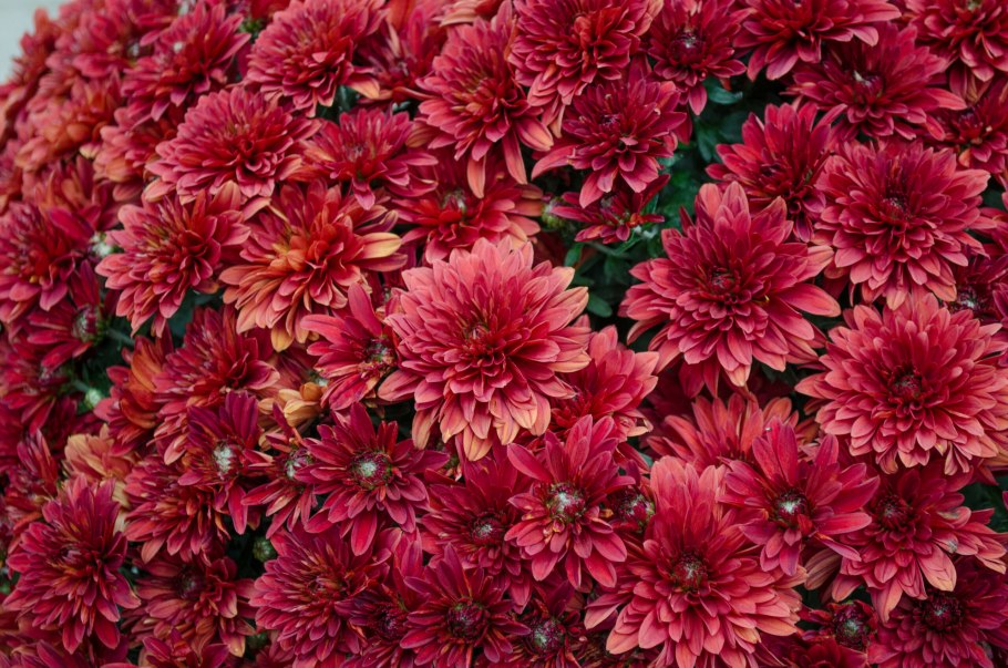 Хризантемы кустовая