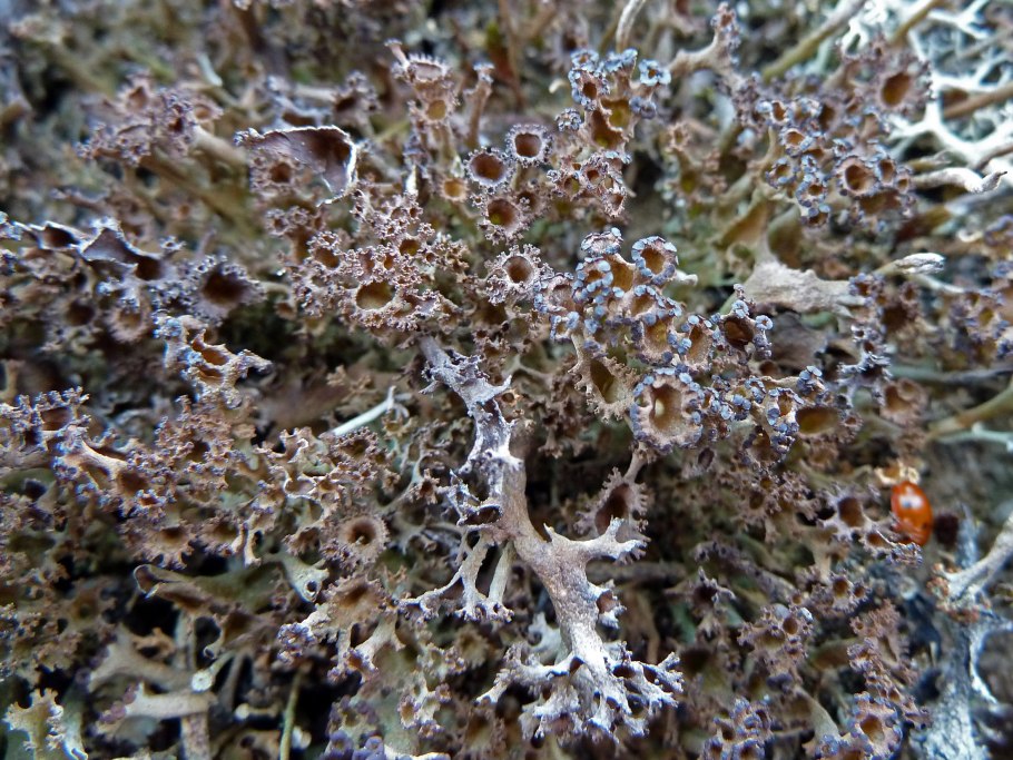 Кладония курчавая