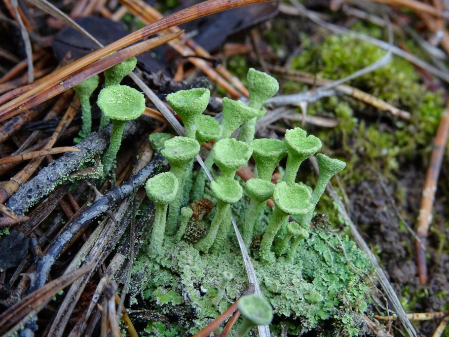 Кладония крыночковидная