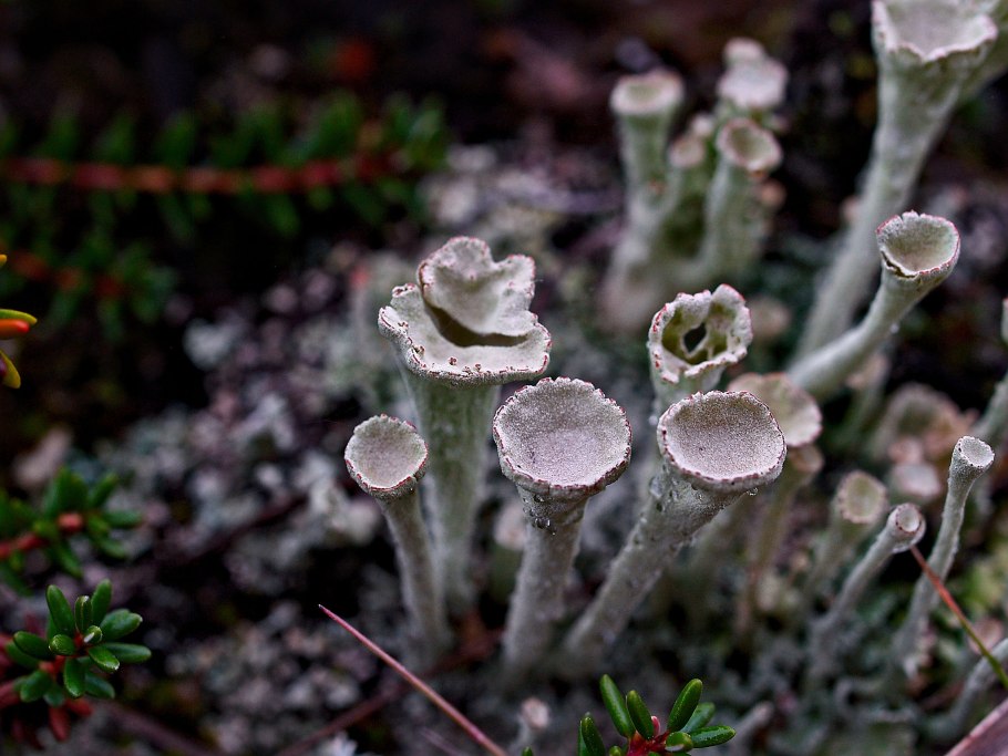 Кладония пальчатая